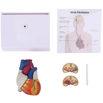 Gyvybės dydis Išardytas anatominis žmogaus širdies anatomijos modelis mokykliniams mokslo ištekliams Studijų ekranas Mokymo priemonė Dropship