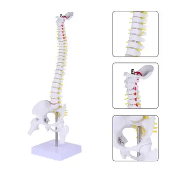 Modelio stuburo anatomija Žmogaus anatominiai stuburo treniruočių modeliai Uodegos kaulo slanksteliai Juosmens praktika Mokslinė skiltis