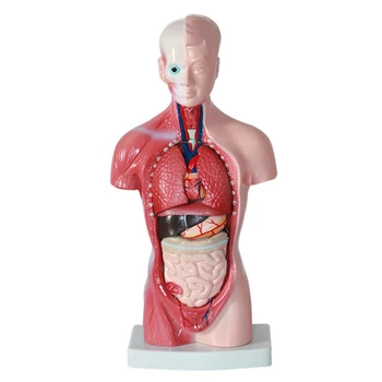 Žmogaus liemens kūno modelio anatomija Anatominis vidaus organų surinkimo modelis 11 colių studentų mokymo studijoms